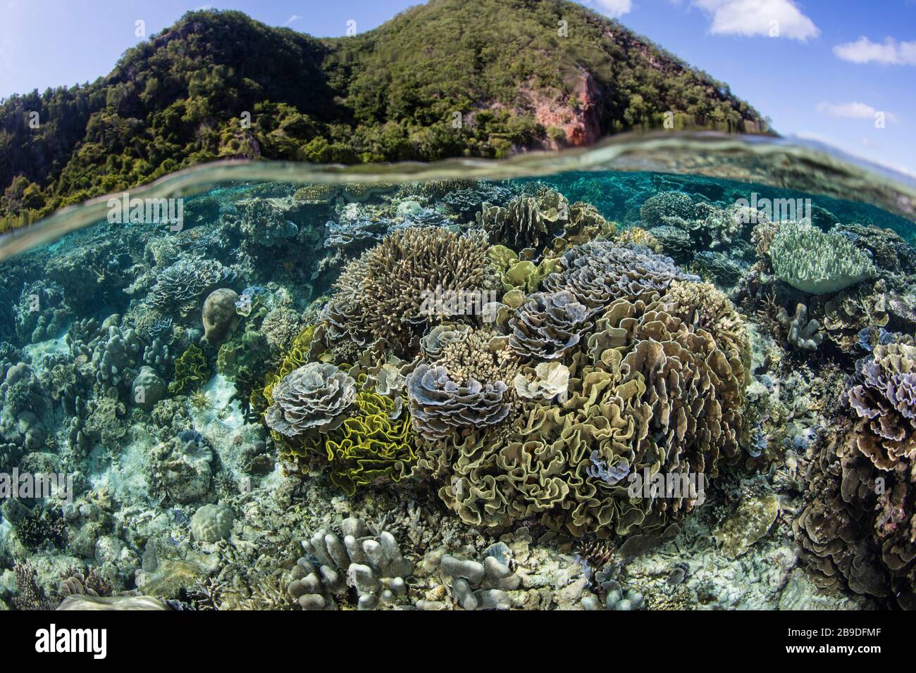 Un beau récif de corail prospère dans les eaux peu profondes de la mer de Banda en Indonésie. Banque D'Images