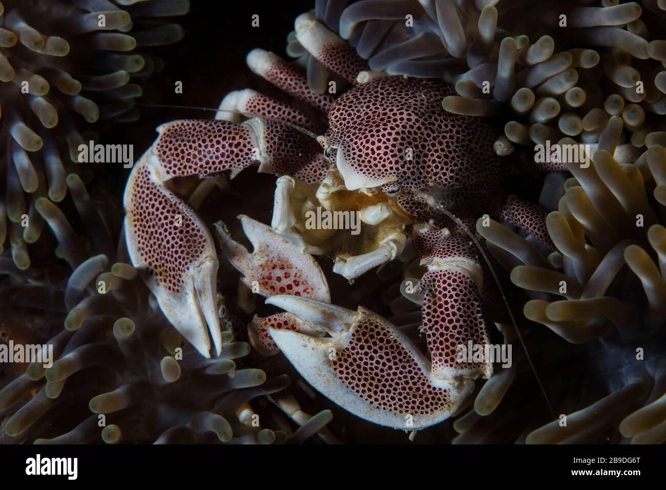 Un crabe en porcelaine tachetée, Neopetrolisthes maculatus, se neige dans son anémone hôte. Banque D'Images