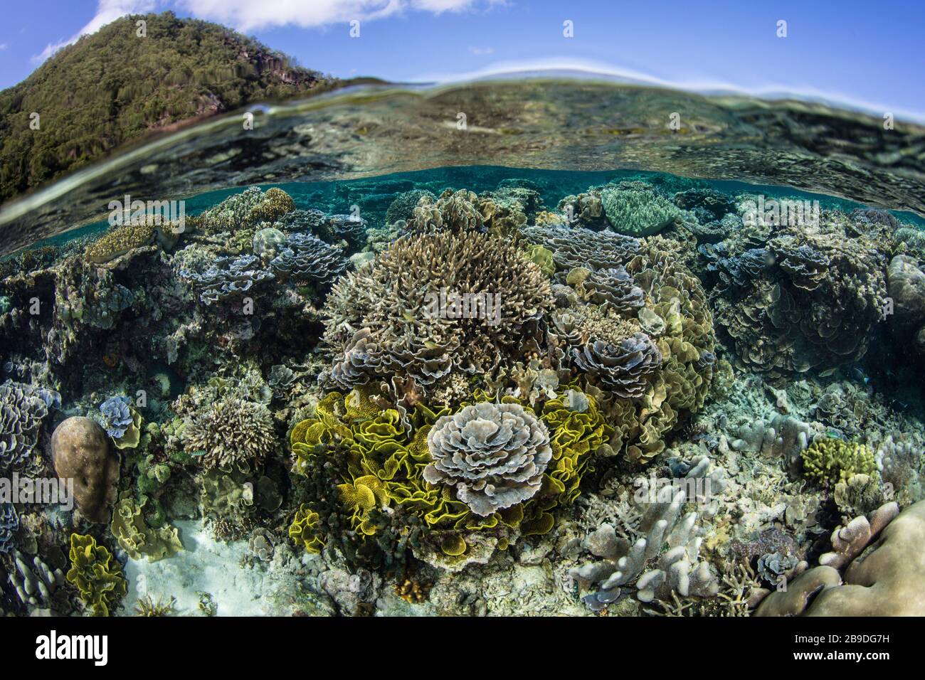 Un beau récif de corail prospère dans les eaux peu profondes de la mer de Banda en Indonésie. Banque D'Images Un beau récif de corail prospère dans les eaux peu profondes de la mer de Banda en Indonésie. Banque D'Images