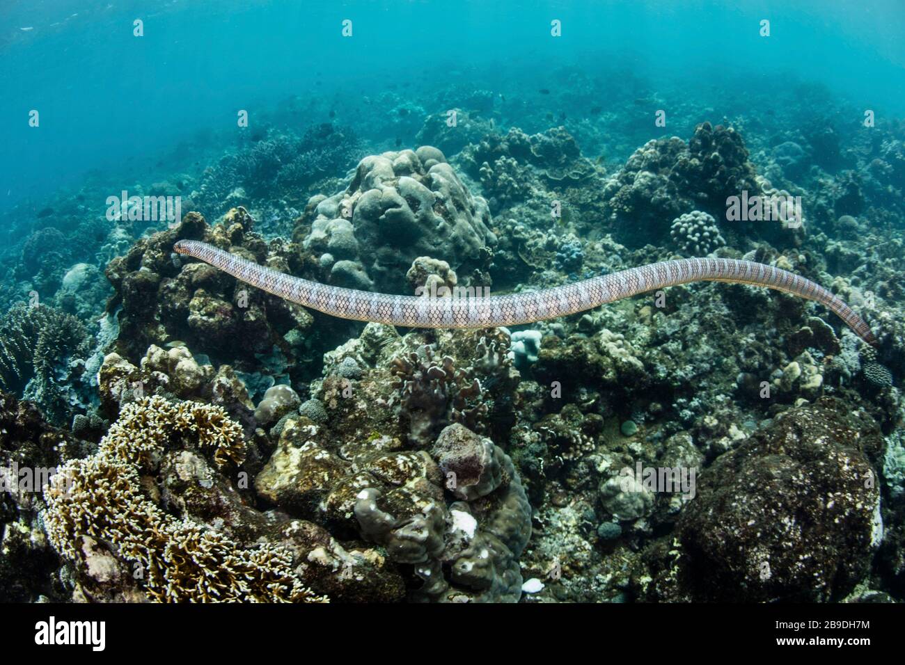 Un krait de mer à bandes noires, Laticauda semifasciata, nage sur de beaux coraux. Banque D'Images