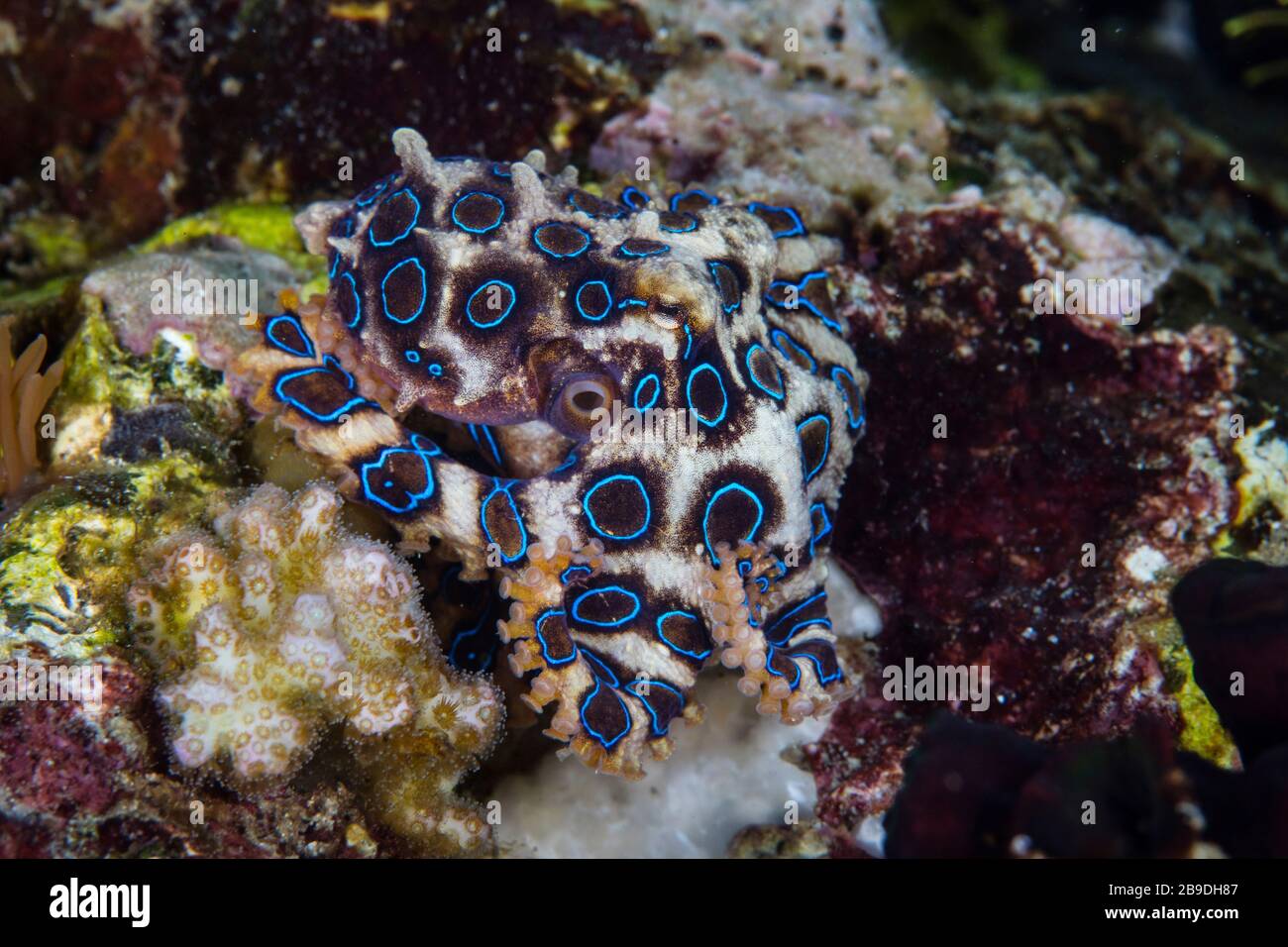 Une plus grande poulpe à anneau bleu, Hapalochlaena lunulata, rampe à travers un récif de corail. Banque D'Images