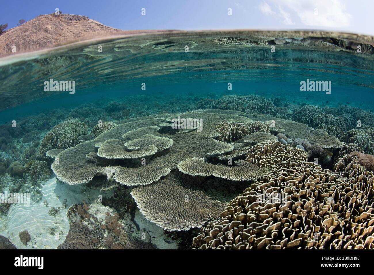 Un récif de corail sain prospère dans le parc national de Komodo, en Indonésie. Banque D'Images