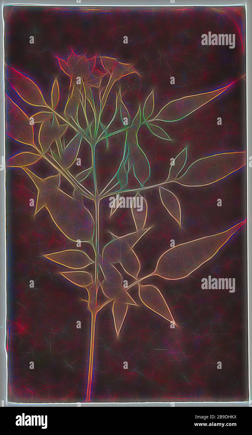Feuilles de Jasmine, William Henry Fox Talbot (anglais, 1800 - 1877), probablement 1840–1842, négatif de dessin photogénique, 18,9 × 11,4 cm (7 7,16 × 4 1,2 po, réimaginé par Gibon, conception de glanissement chaleureux et joyeux de la luminosité et des rayons de lumière radiance. L'art classique réinventé avec une touche moderne. La photographie inspirée du futurisme, qui embrasse l'énergie dynamique de la technologie moderne, du mouvement, de la vitesse et révolutionne la culture. Photo Stock