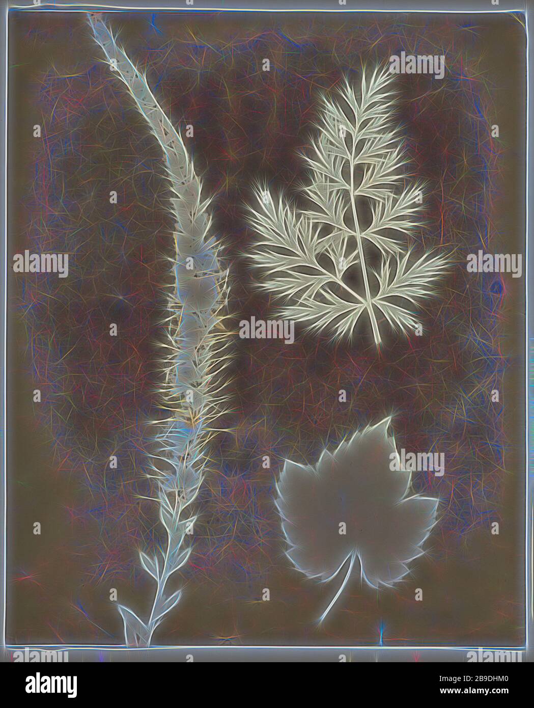 Arrangement de spécimens botaniques, William Henry Fox Talbot (Anglais, 1800 - 1877), 1839, négatif de dessin photogénique, 22,4 × 18,4 cm (8 13,16 × 7 1,4 po, repensé par Gibon, conception de glanissement chaud et gai de luminosité et de rayons de lumière radiance. L'art classique réinventé avec une touche moderne. La photographie inspirée du futurisme, qui embrasse l'énergie dynamique de la technologie moderne, du mouvement, de la vitesse et révolutionne la culture. Photo Stock