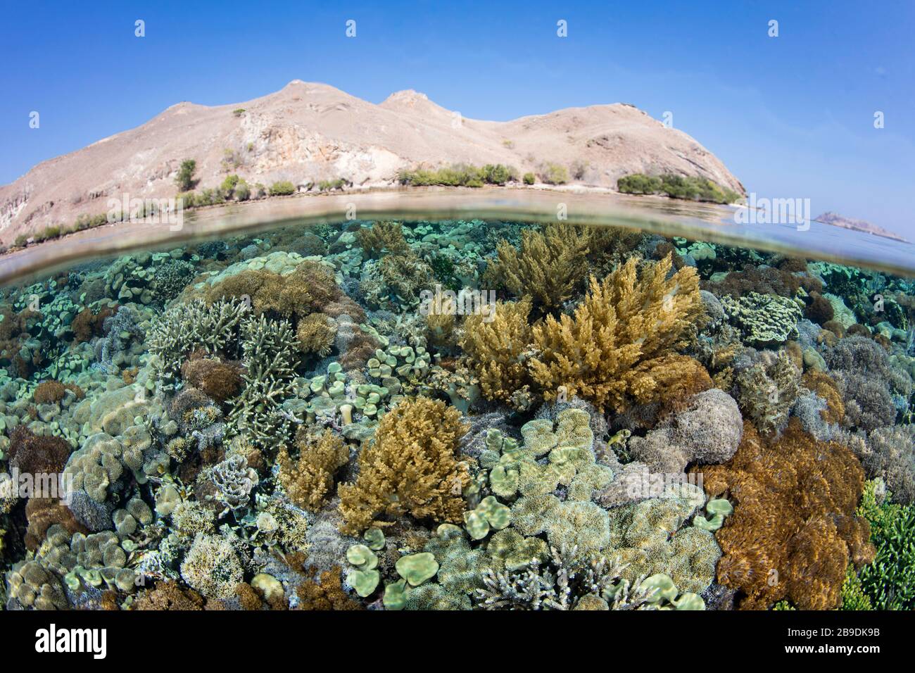 Un récif de corail sain prospère dans le parc national de Komodo, en Indonésie. Banque D'Images Un récif de corail sain prospère dans le parc national de Komodo, en Indonésie. Banque D'Images