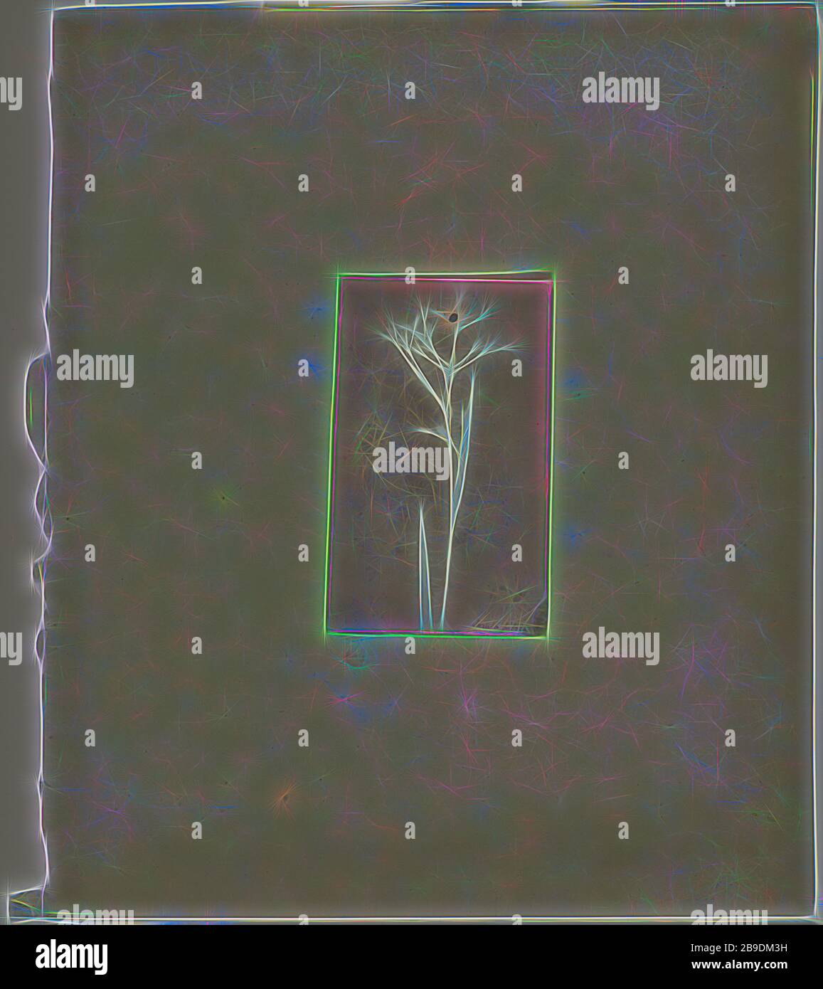 Luzula pilosa, attribuée à William Henry Fox Talbot (Anglais, 1800 - 1877), 1840, photogénique dessin négatif, 11 × 6,7 cm (4 5,16 × 2 5,8 po, repensé par Gibon, design de glanissement chaleureux et joyeux de la luminosité et des rayons de lumière radiance. L'art classique réinventé avec une touche moderne. La photographie inspirée du futurisme, qui embrasse l'énergie dynamique de la technologie moderne, du mouvement, de la vitesse et révolutionne la culture. Photo Stock