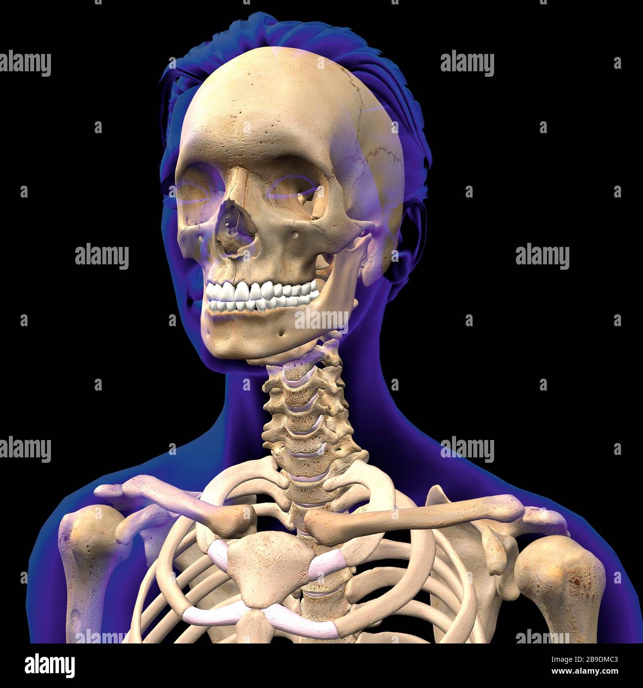 Illustration tridimensionnelle du crâne féminin, des épaules et de la colonne vertébrale à l'intérieur d'un contour indigo transparent. Banque D'Images
