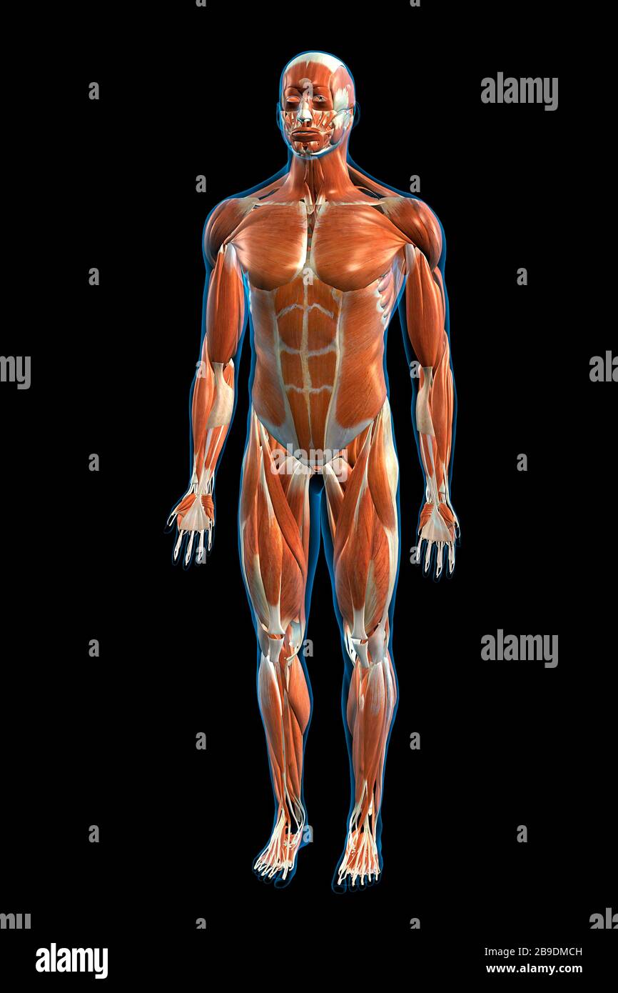 Vue frontale du système musculaire du corps humain masculin sur fond noir. Banque D'Images