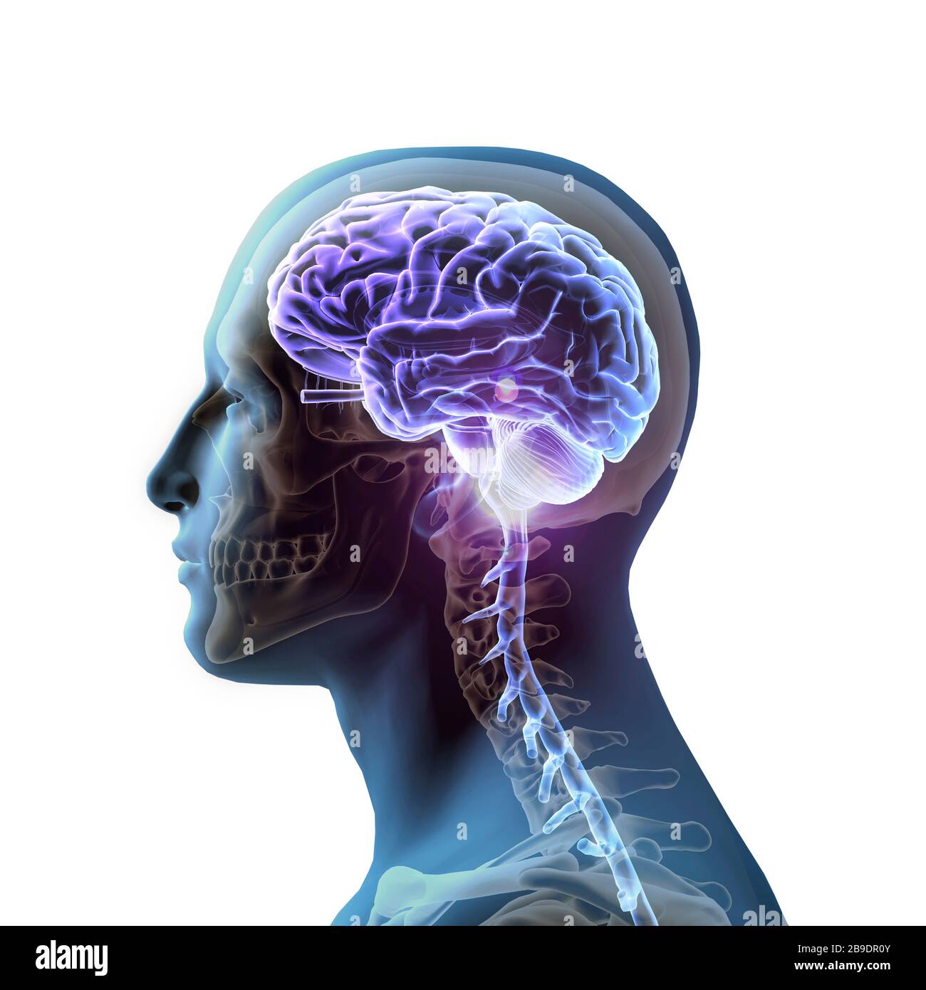 Vue latérale de l'homme avec cerveau lumineux et crâne, sur fond blanc. Banque D'Images