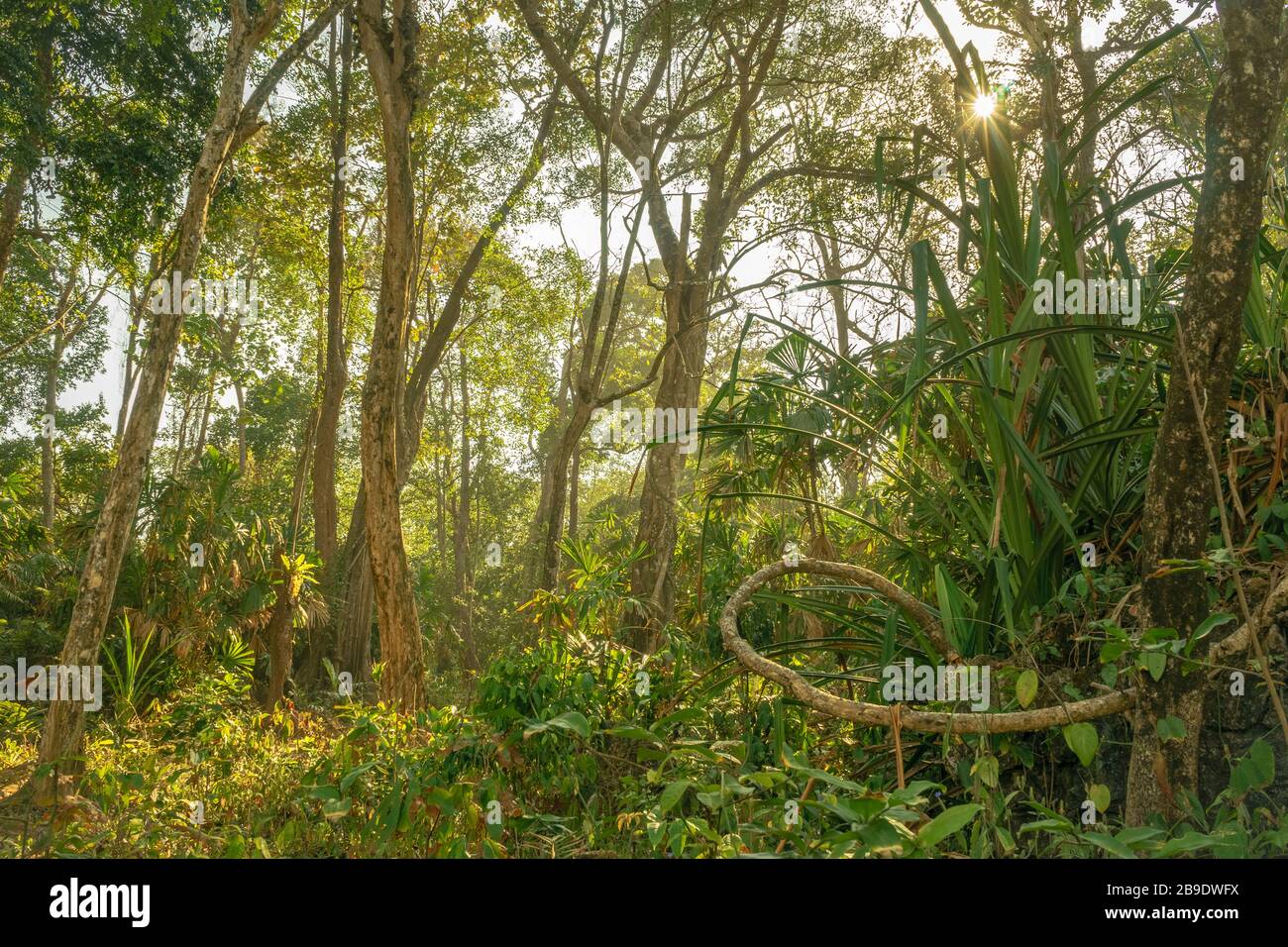 Forêt tropicale intacte et rayons de soleil lumineux sur la jungle à Sawarna, Banten, île Java, Indonésie Banque D'Images