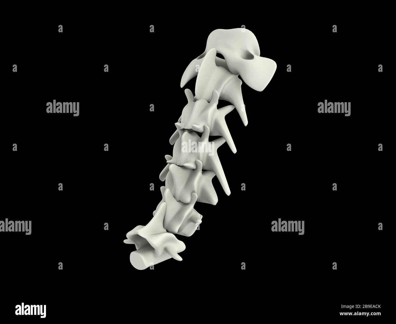 Vertèbre cervicale d'un chien. Banque D'Images