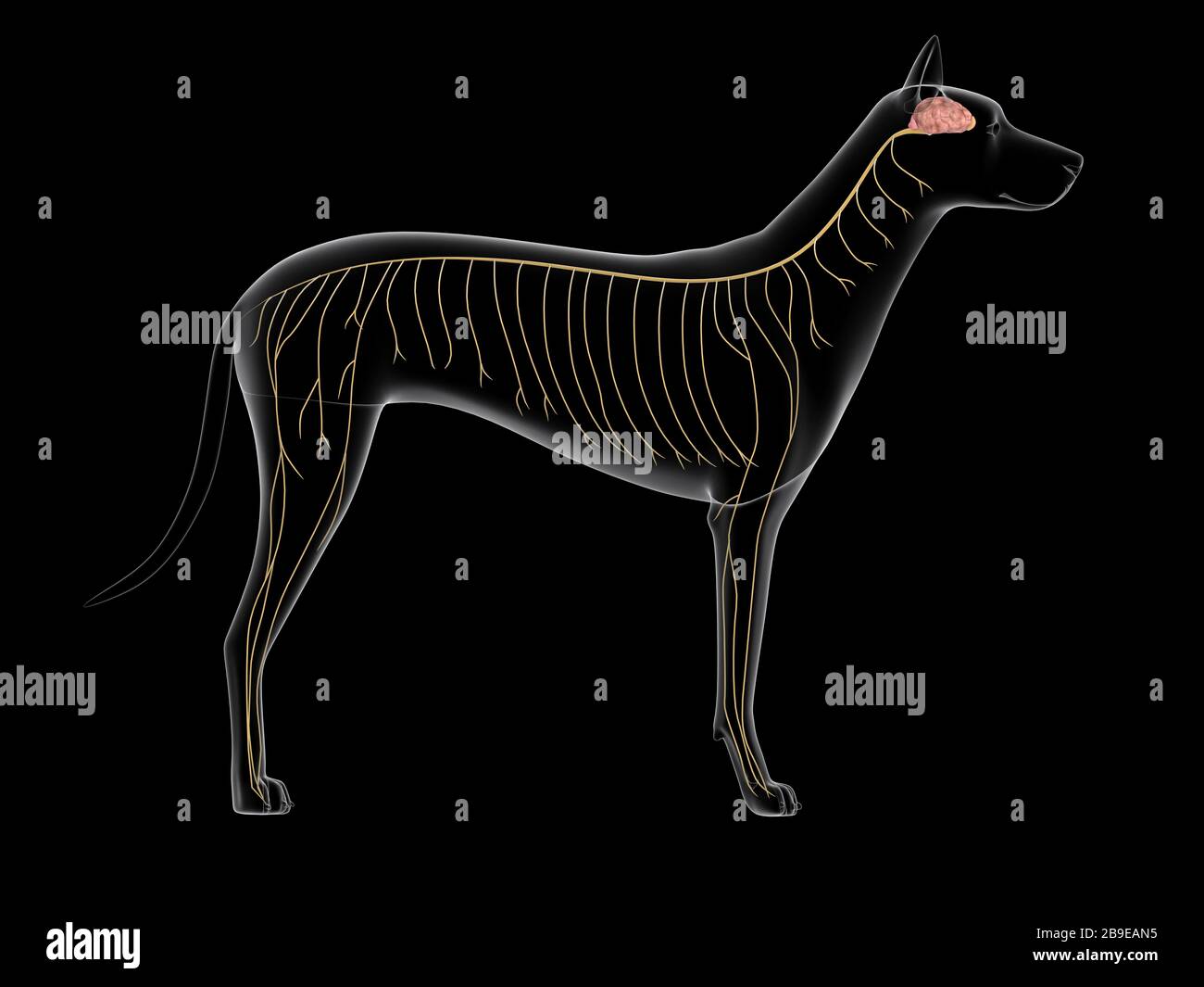 Système nerveux d'un chien, vue à rayons X. Banque D'Images