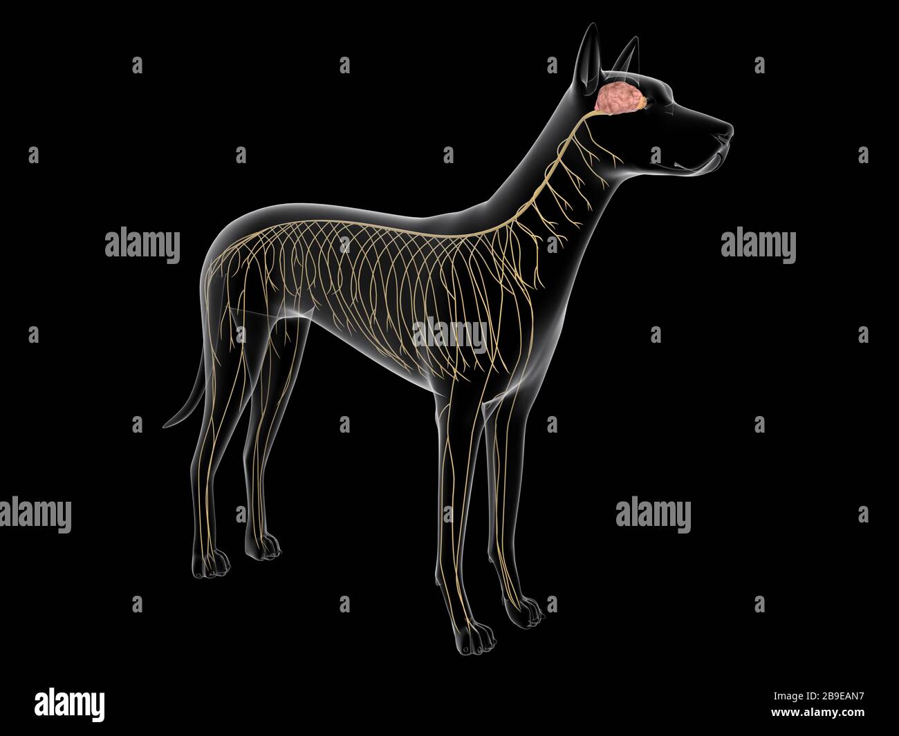Système nerveux d'un chien, vue à rayons X. Banque D'Images