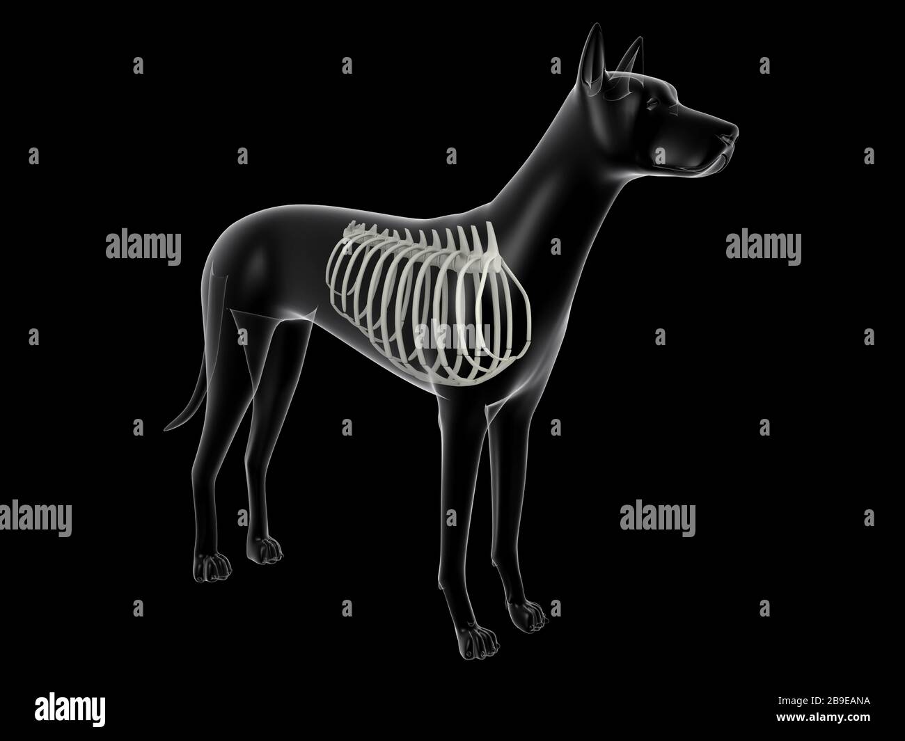 Cage thoracique dans un chien, vue à rayons X. Banque D'Images