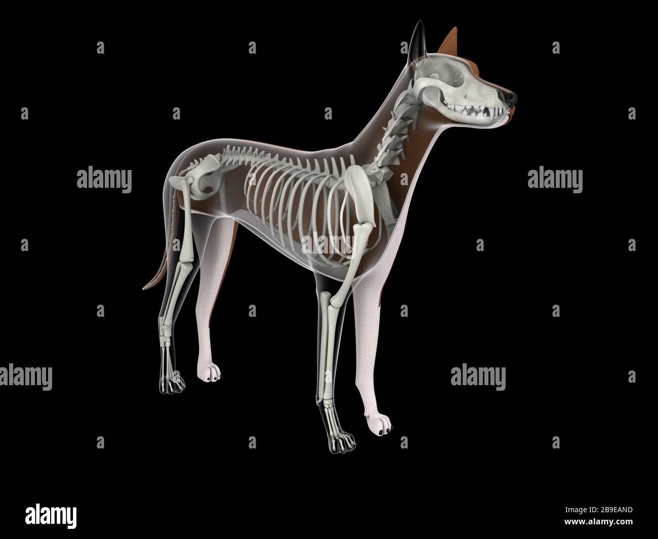 Système squelettique d'un chien. Banque D'Images