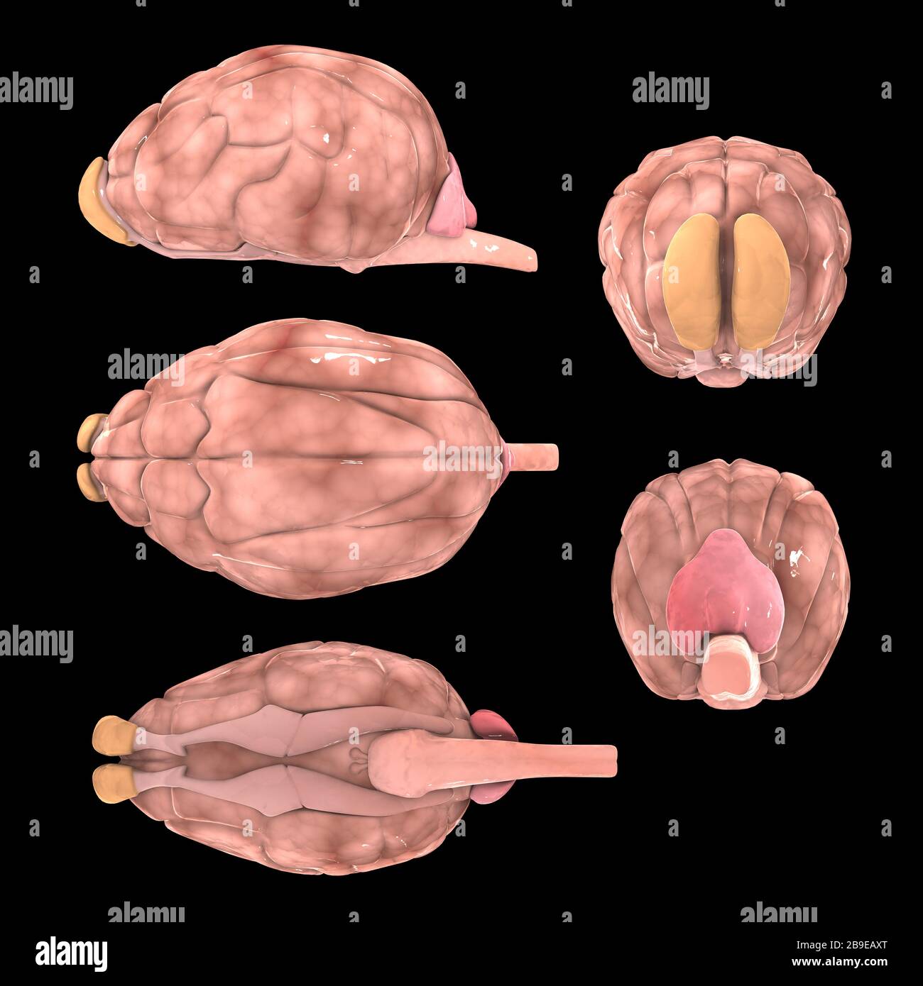 Cerveau de chien, angles multiples. Banque D'Images