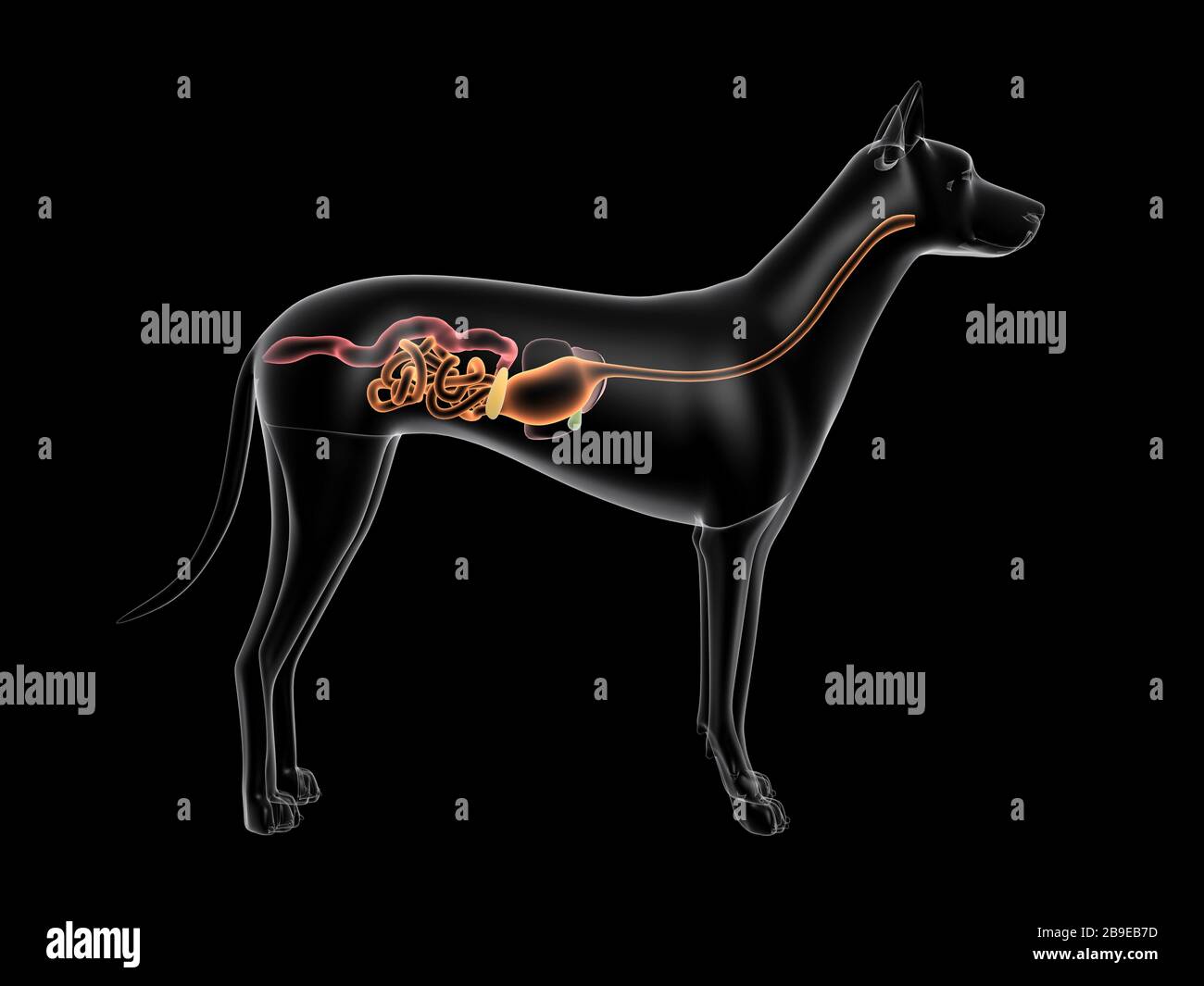 Système digestif d'un chien, vue à rayons X. Banque D'Images
