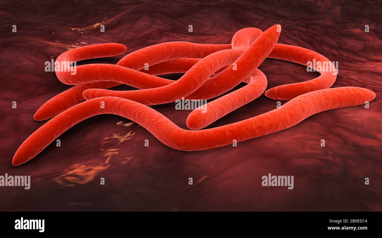 Image conceptuelle des fusobactéries. Banque D'Images