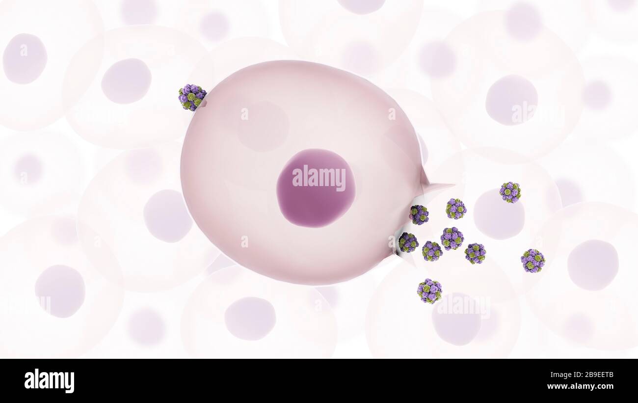 Le norovirus entrant dans la cellule et se répliquant à de nouveaux virus qui sont libérés. Banque D'Images