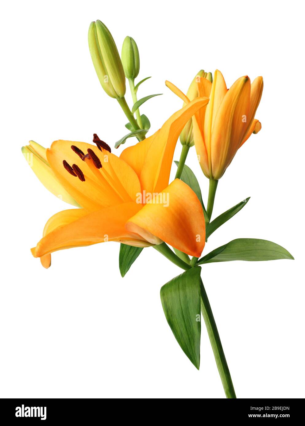 Belles lilas orange (Lilium, Liliaceae) avec bourgeons isolés sur fond blanc. Allemagne Banque D'Images