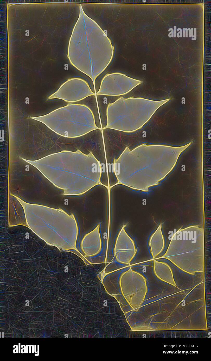 Branche avec feuilles, britannique, active Inde vers 1843, Inde, 1843 - 1845, dessin photogénique, 19,1 x 11,3 cm (7 1,2 x 4 7,16 po, reimaginé par Gibon, conception de glanissement chaleureux et gai de luminosité et de rayons de lumière radiance. L'art classique réinventé avec une touche moderne. La photographie inspirée du futurisme, qui embrasse l'énergie dynamique de la technologie moderne, du mouvement, de la vitesse et révolutionne la culture. Photo Stock