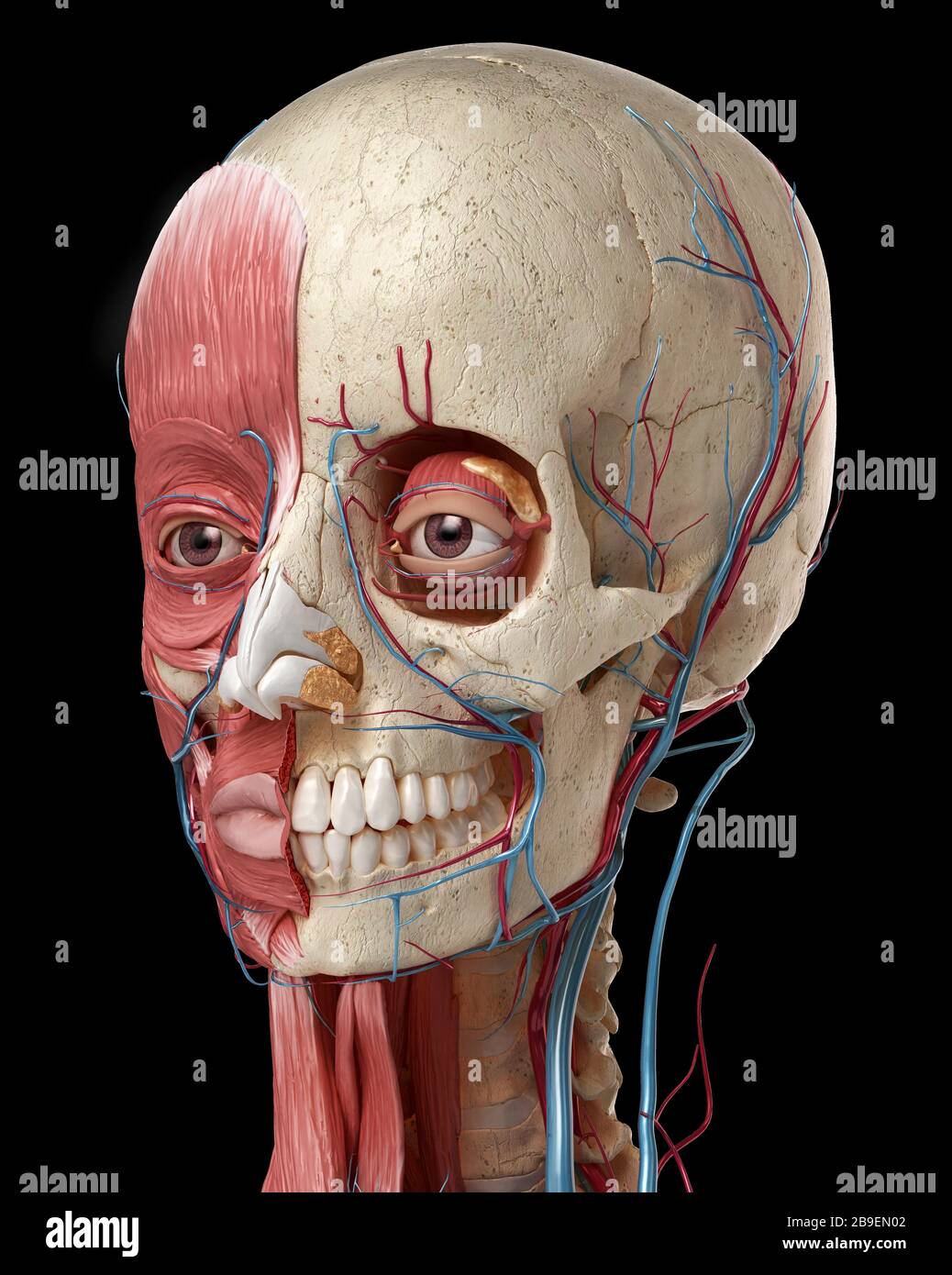 Anatomie humaine de la tête avec crâne, ampoules oculaires, vaisseaux sanguins et muscles, fond noir. Banque D'Images