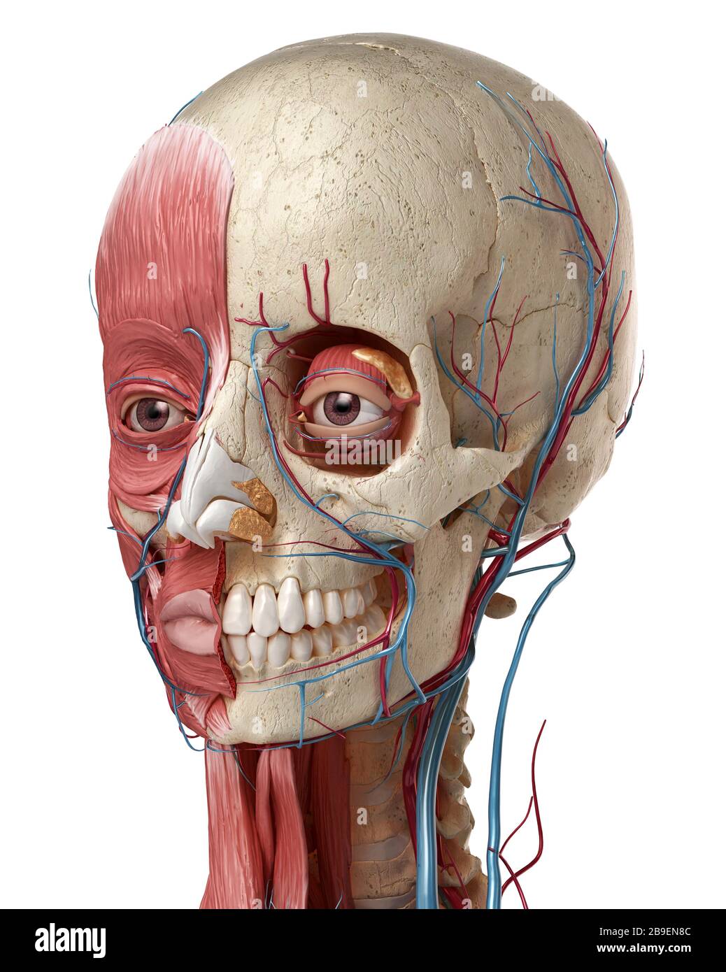 Anatomie humaine de la tête avec le crâne, les ampoules oculaires, les vaisseaux sanguins et les muscles, fond blanc. Banque D'Images