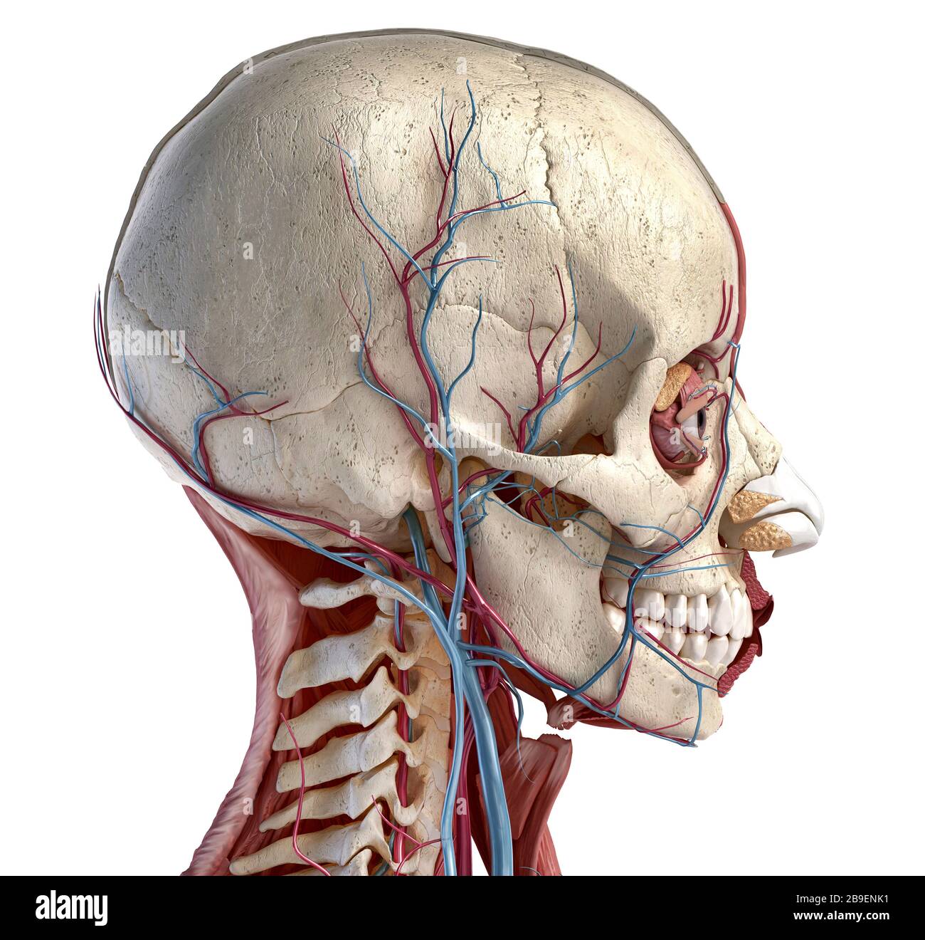 Vue latérale du crâne humain, des muscles, des yeux et des vaisseaux sanguins, fond noir. Banque D'Images