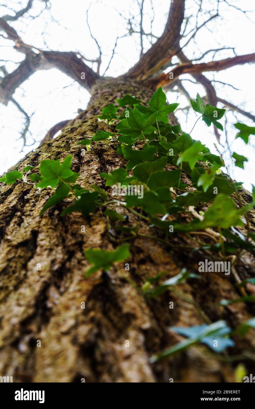 Izy croissance et ramper vers le haut du tronc d'un bel arbre. Les feuilles sont rétroéclairées par la lumière du soleil. Cette vigne est une plante parasitaire. Vue de bas angle Banque D'Images