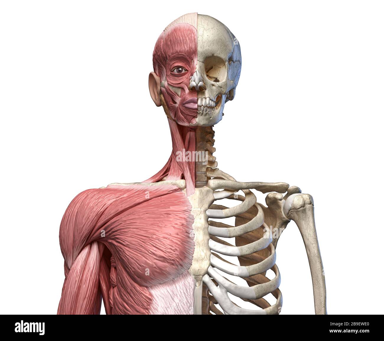 Vue avant du squelette de torse humain avec des muscles, sur fond blanc. Banque D'Images
