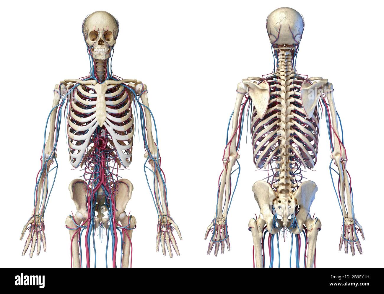 Vue avant et arrière du squelette humain avec veines et artères, fond blanc. Banque D'Images