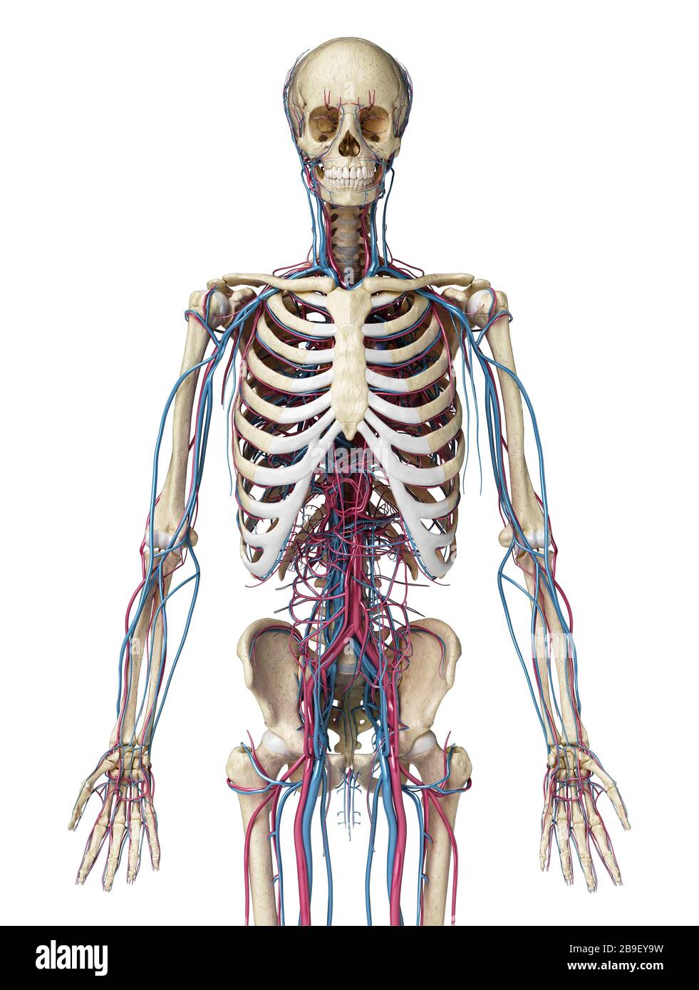 Vue avant du haut du corps du squelette humain avec veines et artères, fond noir. Banque D'Images