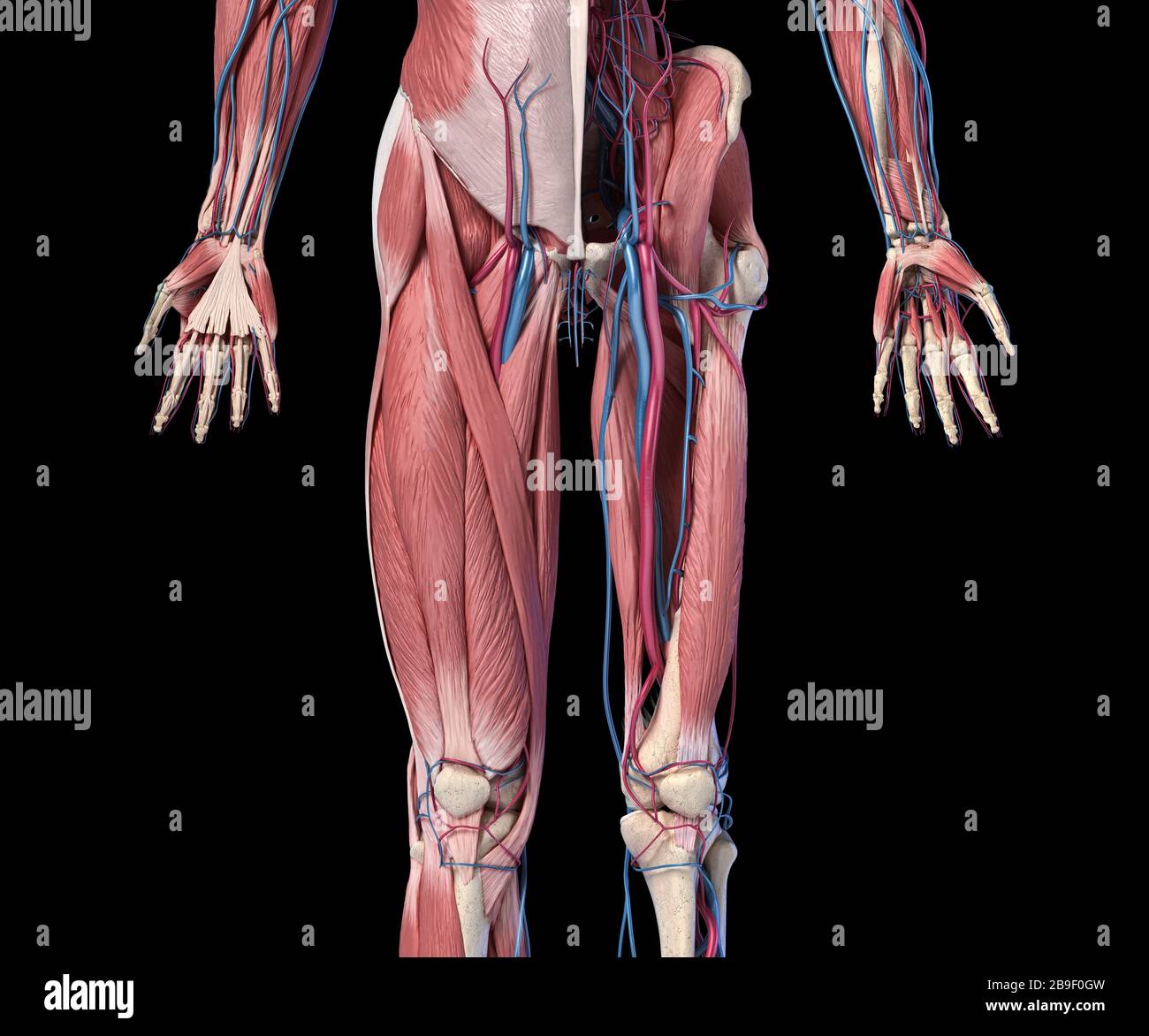 Vue avant en coupe basse des membres humains, de la hanche et du système musculaire avec artères et veines. Banque D'Images