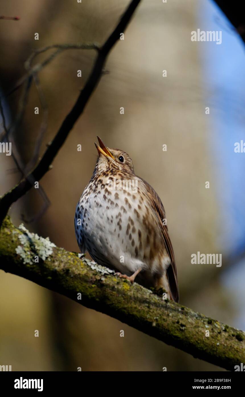 une poussée de chant sur une branche dans une forêt contre fond flou Banque D'Images
