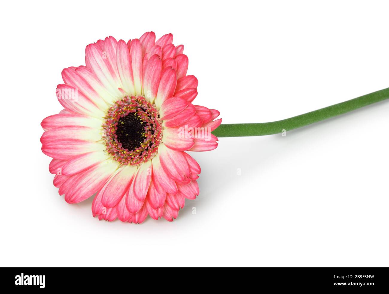 Merveilleux Gerbera (Asteraceae) isolé sur fond blanc, chemin de découpe inclus sans ombre, Allemagne Banque D'Images