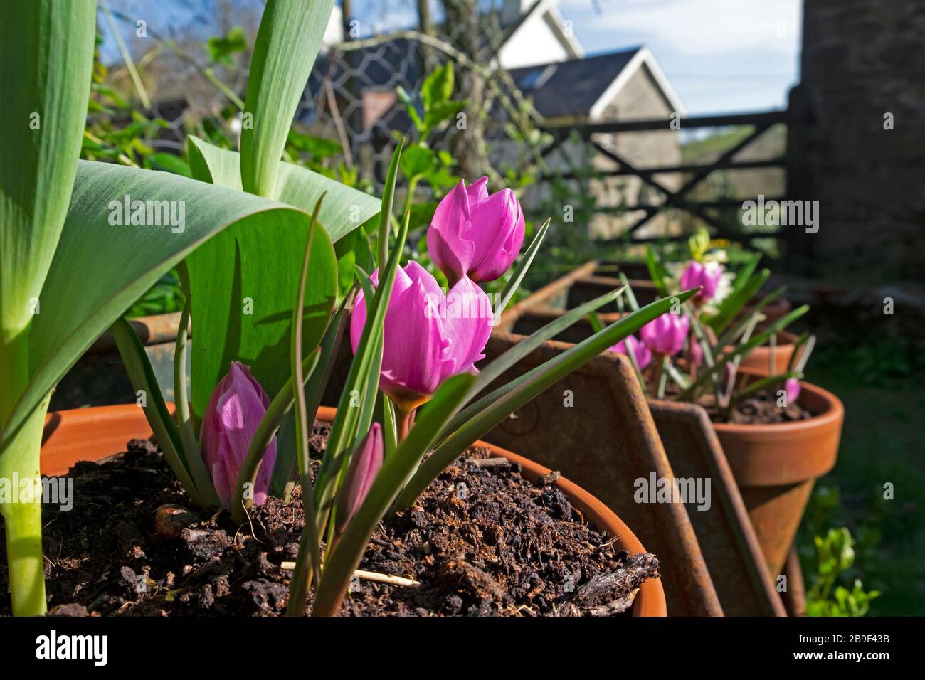 Espèces de mauve roses tulipes en fleur dans un pot en terre cuite dans un jardin de campagne au printemps mars 2020 Carmarthenshire West Wales UK. KATHY DEWITT Banque D'Images