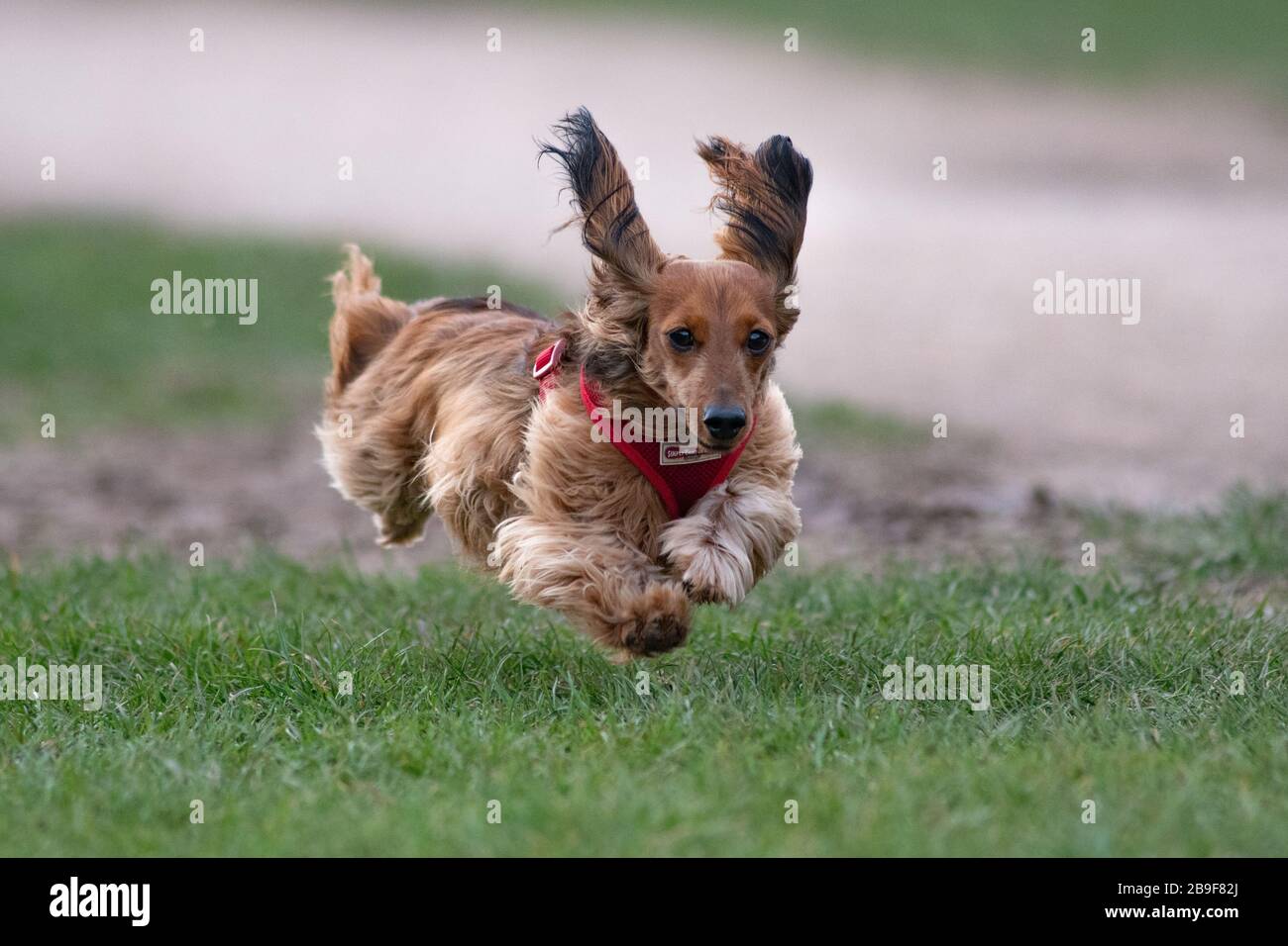 Dachshund course à pied Banque D'Images