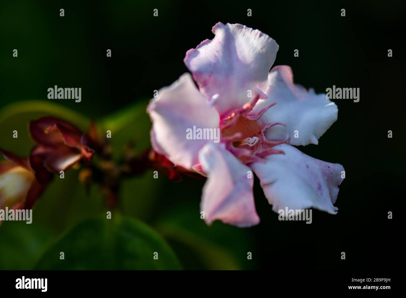 Strophanthus pourtus blanc, pinkish à des fleurs violettes Banque D'Images