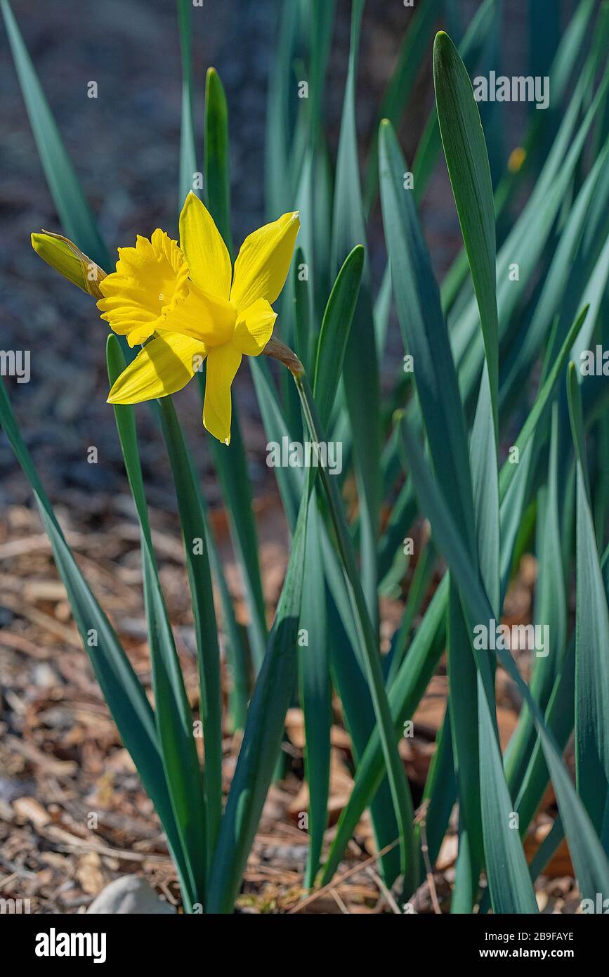 Fleur jaune à Séoul, Corée du Sud. Banque D'Images