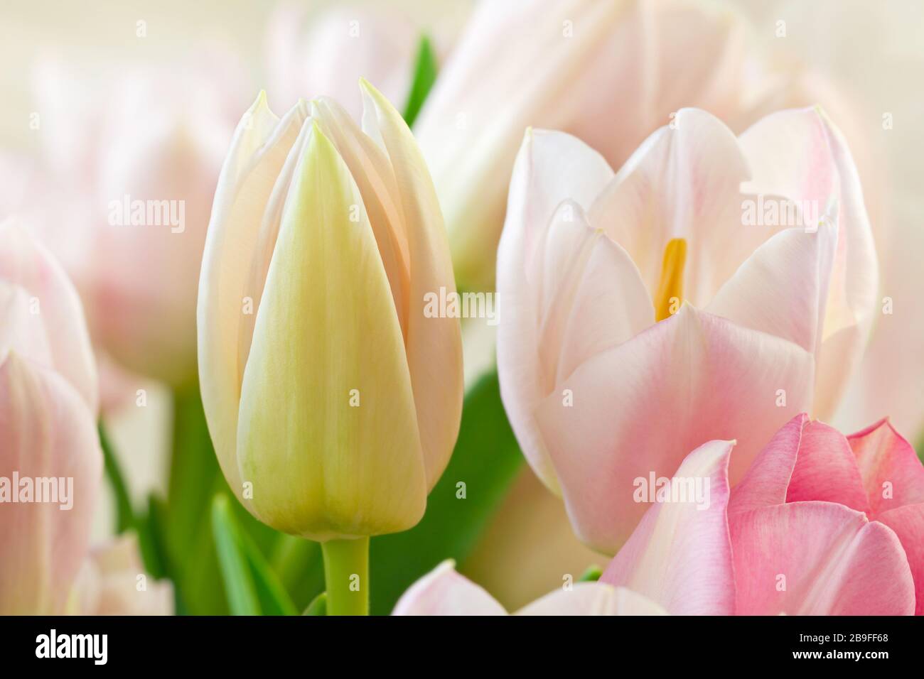 Gros plan de tulipes (famille Lily, Liliaceae), Allemagne Banque D'Images