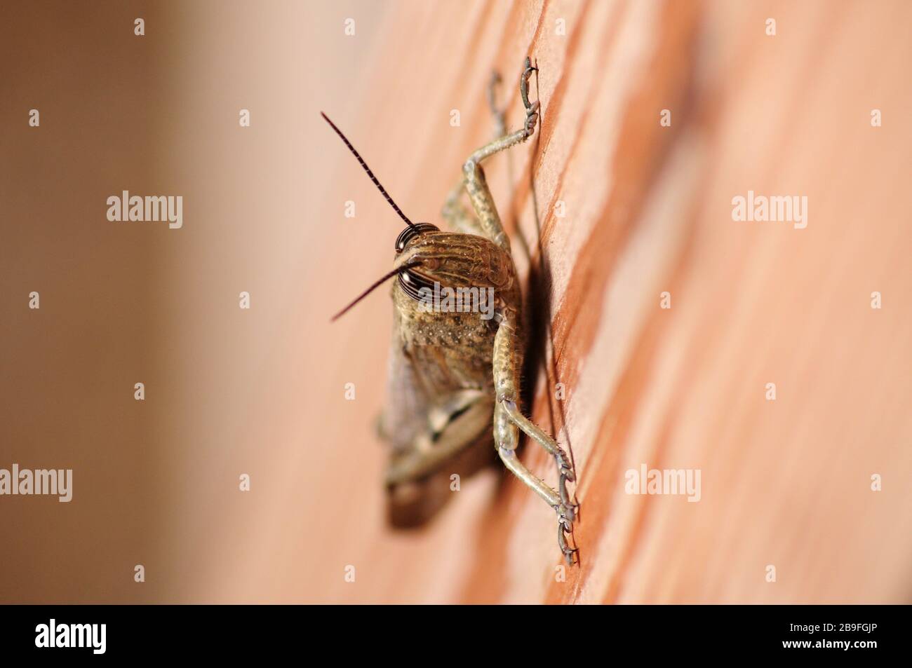 Criquet gris, végétation nocive de consommation d'insectes Banque D'Images