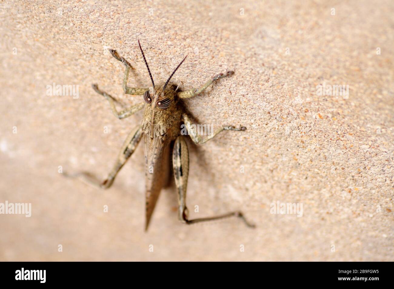 Criquet gris, végétation nocive de consommation d'insectes Banque D'Images