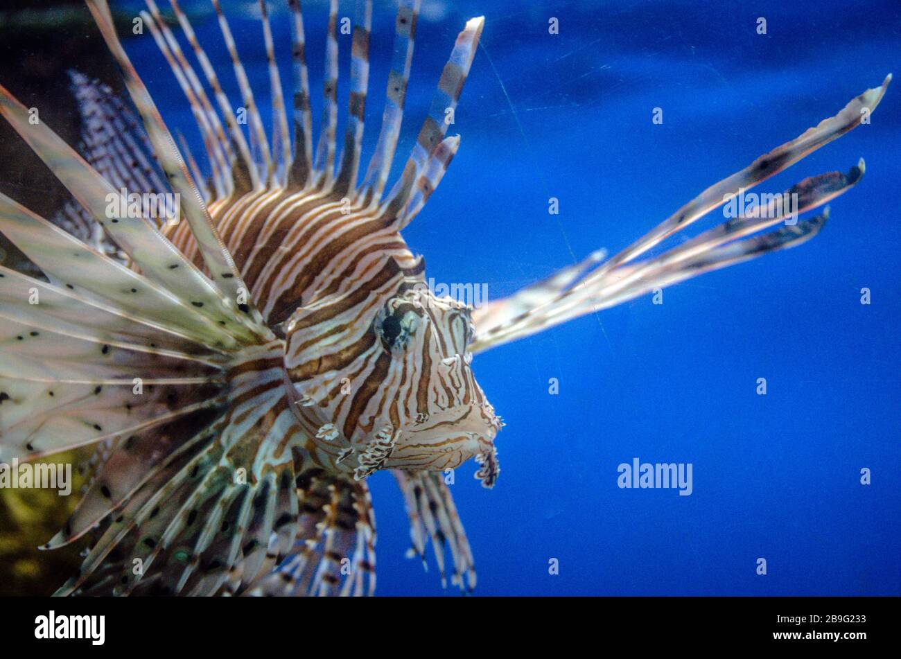 Poisson Lion dans un aquarium. Banque D'Images