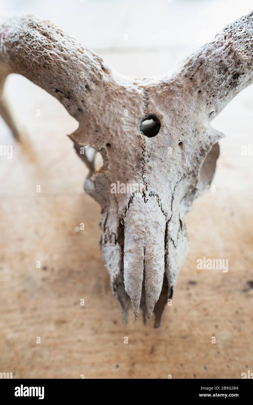 Gros plan crâne d'animal avec cornes Banque D'Images