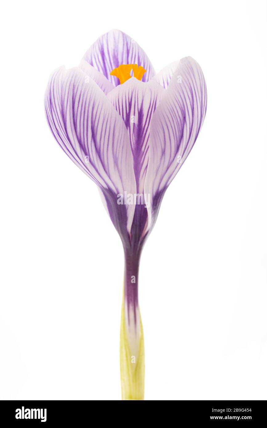 Crocus Pickwick isolé sur fond blanc Banque D'Images