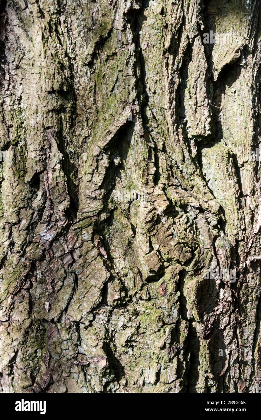 Écorce sur le tronc d'un saule pleuré, Salix babylonica. Banque D'Images
