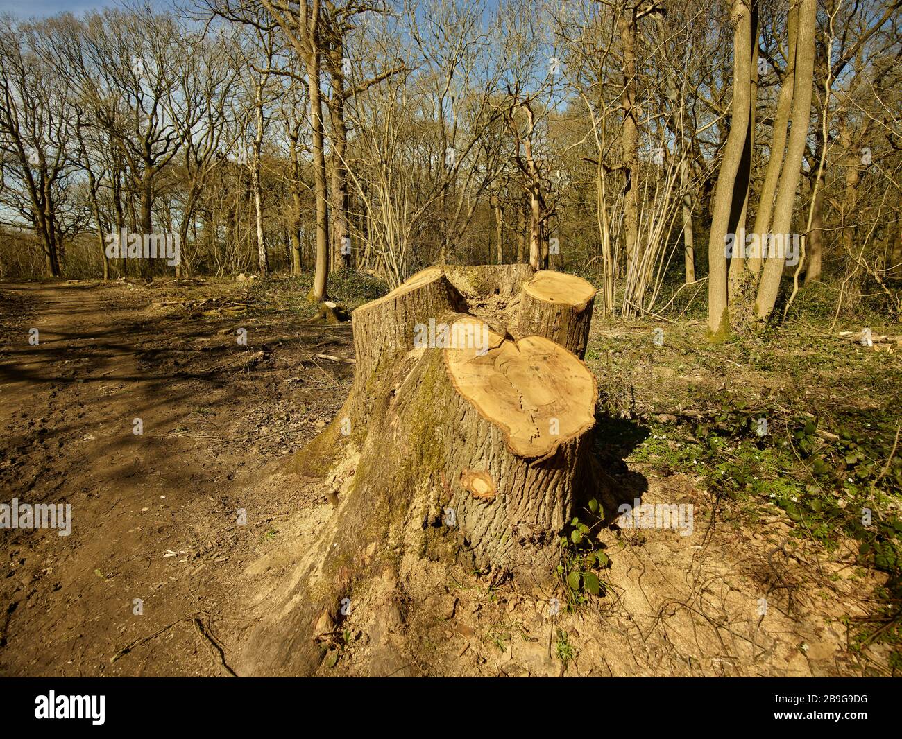 Paysage géré par les forêts avec bosse de bois en premier plan, surrey, Angleterre, Royaume-Uni, Europe Banque D'Images