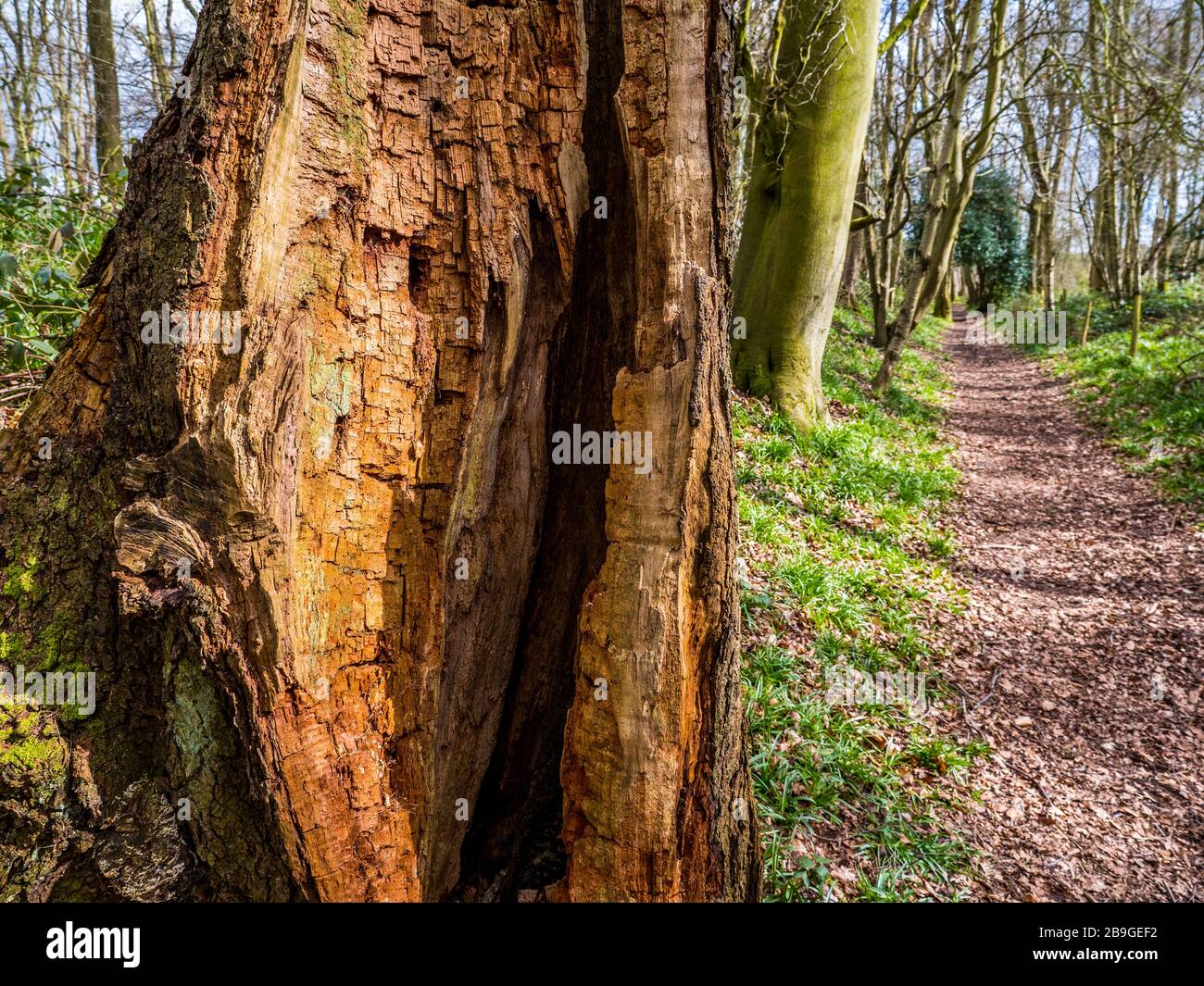 Woodland Path, Old Rotten Tree, Chiltern Hills, The Ridgeway National Path, Nufield, Oxfordshire, Enhangland, Royaume-Uni, GB. Banque D'Images