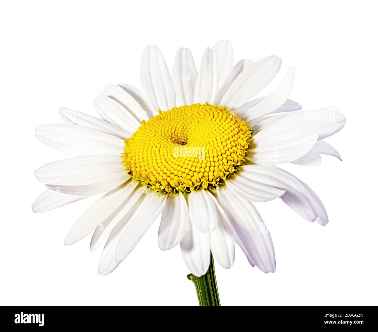 Camomille flower isolated with clipping path Banque D'Images Camomille flower isolated with clipping path Banque D'Images