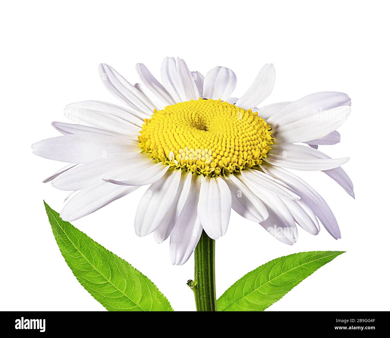 Camomille flower isolated with clipping path Banque D'Images Camomille flower isolated with clipping path Banque D'Images